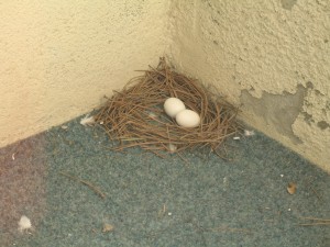 eggs