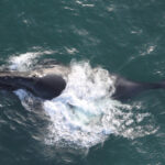 Scientists hunting mammoth fossils found whales 400 km inland