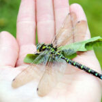 Explanation for why we don't see two-foot-long dragonflies anymore fails