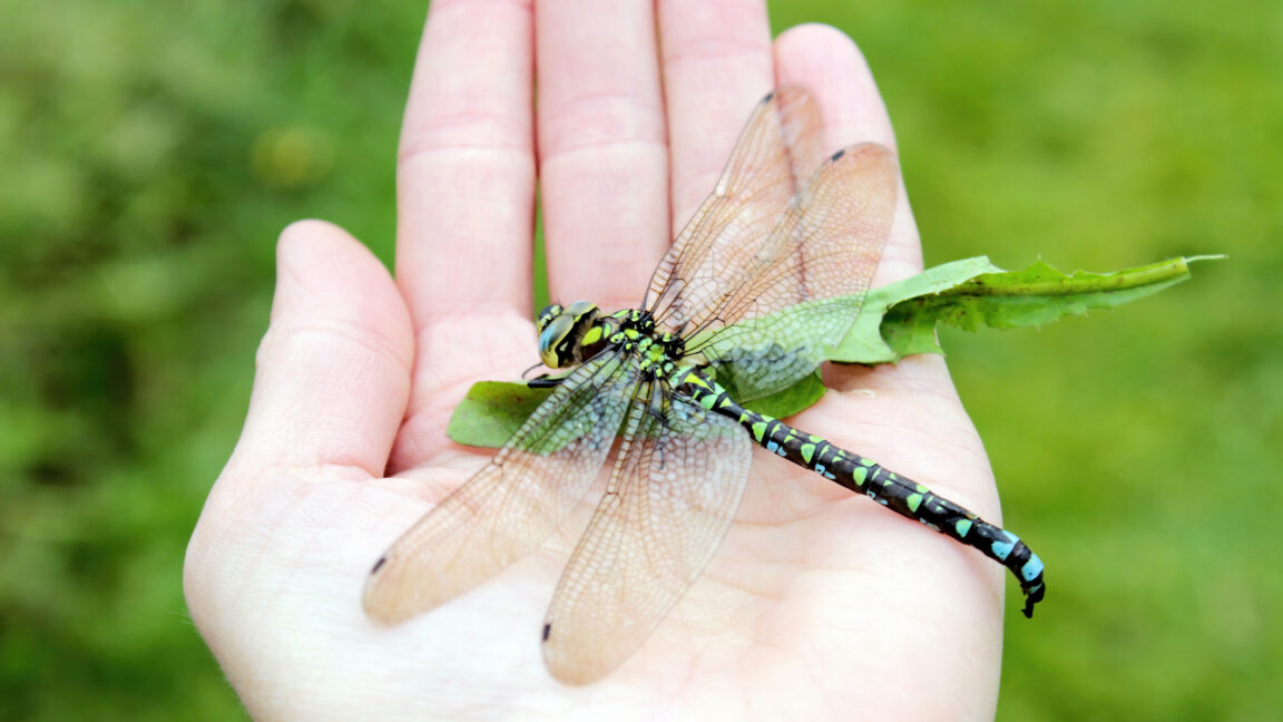 Explanation for why we don't see two-foot-long dragonflies anymore fails