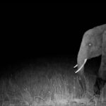 Hunting for elusive "ghost elephants"
