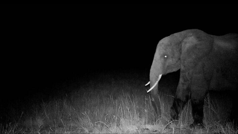 Hunting for elusive "ghost elephants"