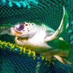 How new fishing tech can reduce bycatch of turtles and other creatures