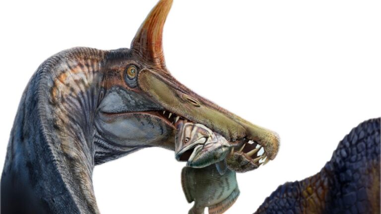 A unicorn-like Spinosaurus found in the Sahara