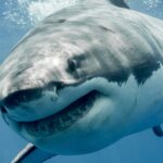 Great white sharks are overheating