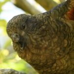 Meet Bruce, the "beak-jousting" parrot