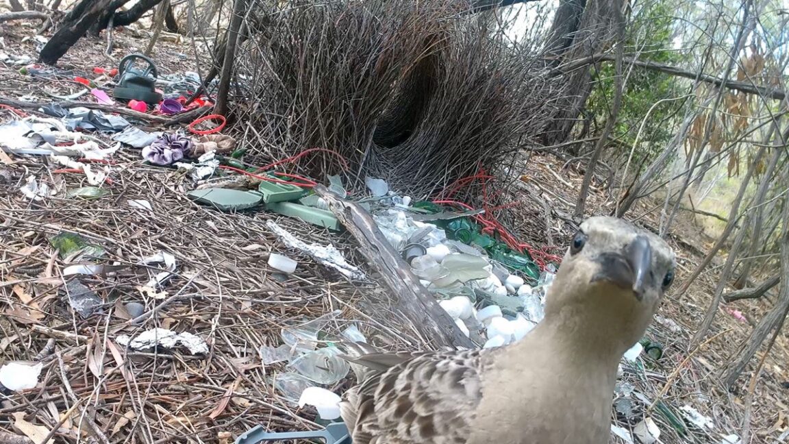 Male bowerbirds prefer to dazzle females with bright human-made items