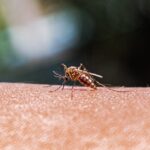 As mosquito ranges expand, better monitoring is key to preventing disease