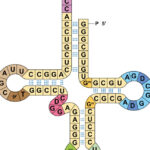 Researchers get two genetic codes to work at the same time