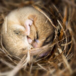 Putting mice into hibernation causes a major loss of synapses