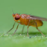 How fruit flies chase invisible ribbons of smell to get to their source