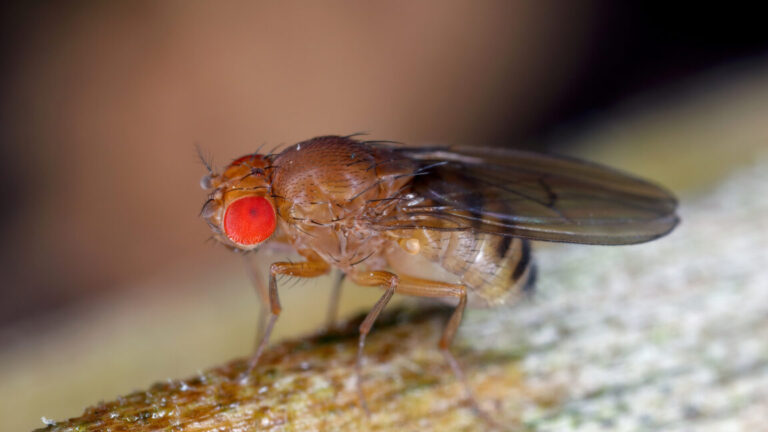 Less protein for maggots means longer lives for fruit flies