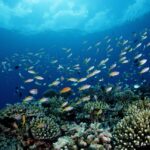 NOAA is putting commercial fishing ahead of conservation