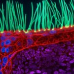 Meet the winner of Nikon's Small World in Motion video contest