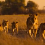 Lions and cheetahs and chimps, oh my: a spotlight on Africa's diverse wildlife